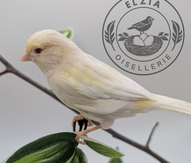 Canari